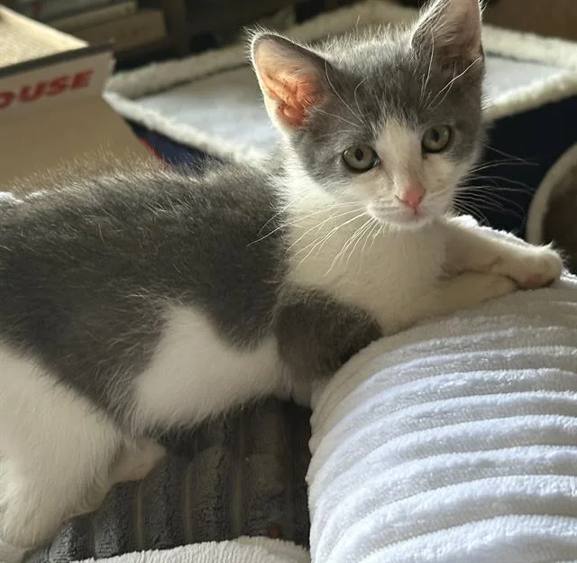 A baby small-sized male Domestic Short Hair cat named Atticus for adoption in Sacramento, CA