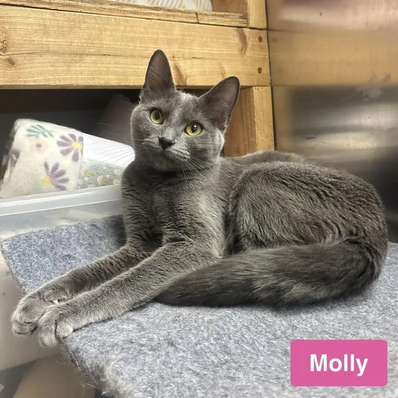 Molly