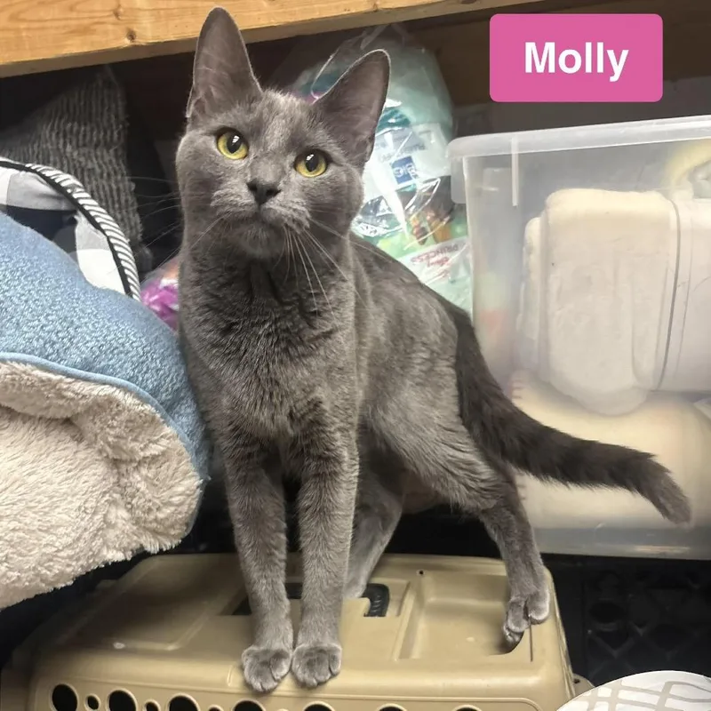 Molly thumbnail 2