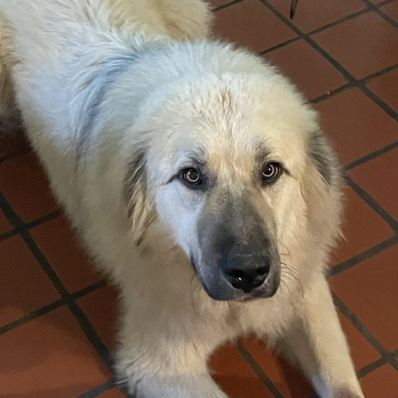 A young large-sized male Apricot / Beige Anatolian Shepherd dog named Brodie for adoption in South Pittsburg, TN