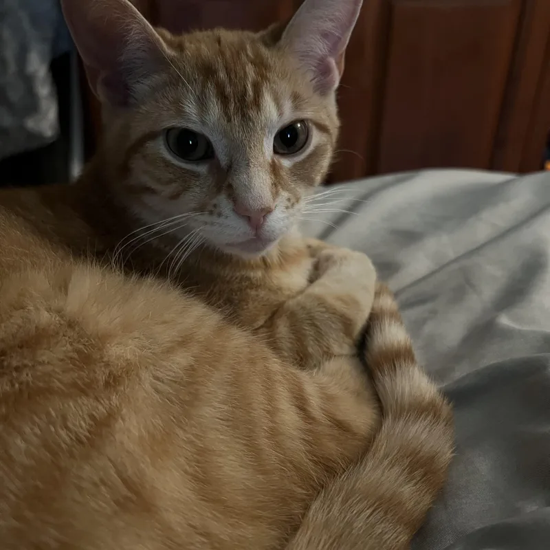 A baby medium-sized female Orange / Red Domestic Short Hair cat named Skittles for adoption in Berkeley Heights, NJ