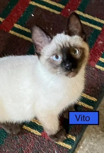 Vito