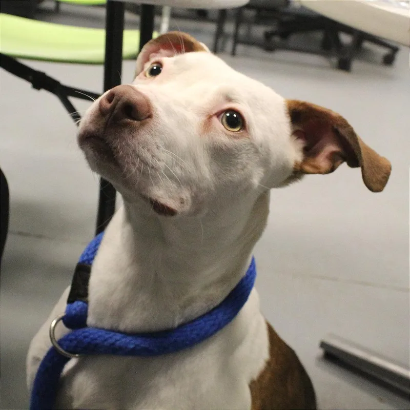 A young medium-sized male White / Cream Mixed Breed dog named Crunchwrap for adoption in Philadelphia, PA