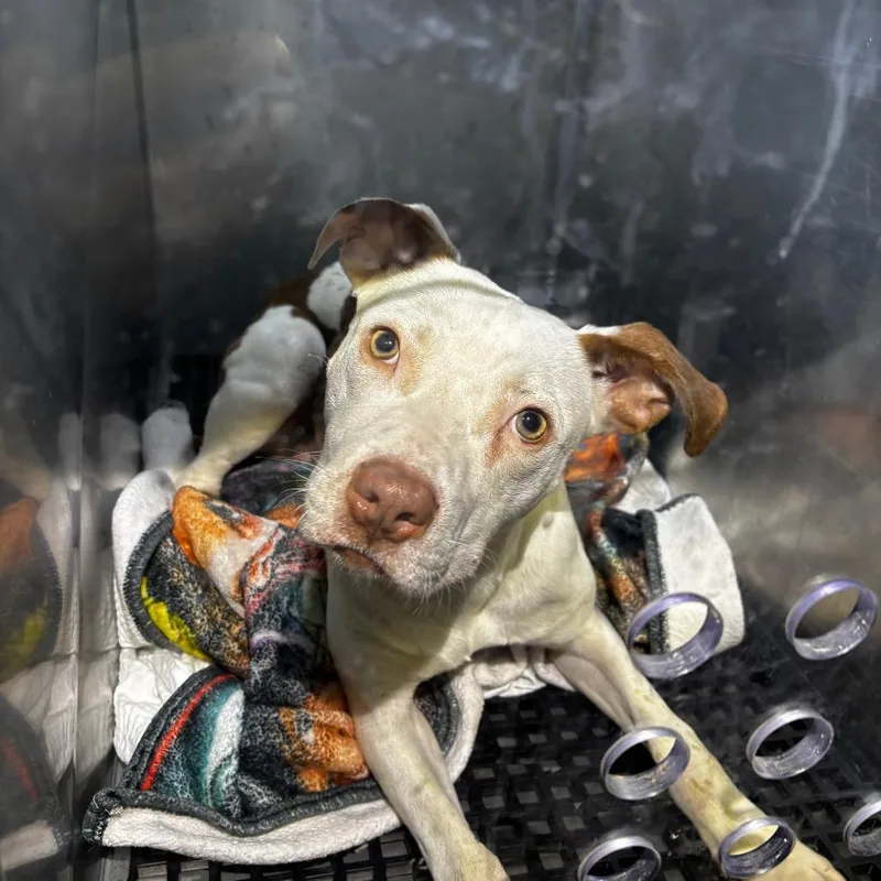 Crunchwrap thumbnail 6