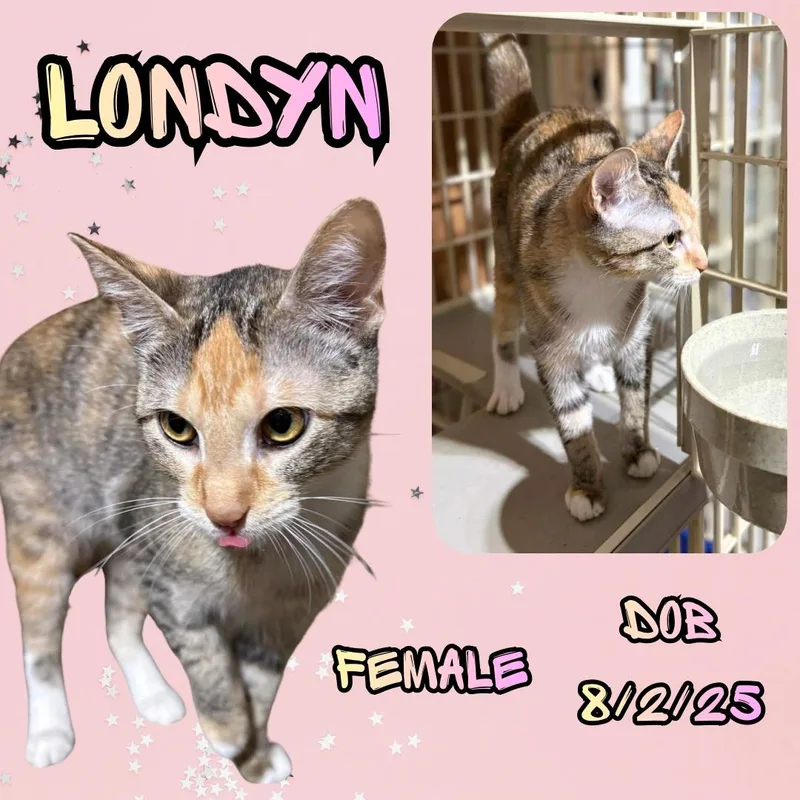 A baby medium-sized female Torbie Domestic Short Hair cat named Londyn for adoption in Caldwell, TX