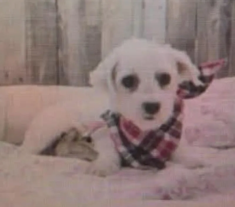 An adult small-sized female Maltese dog named Alera for adoption in Washington, DC