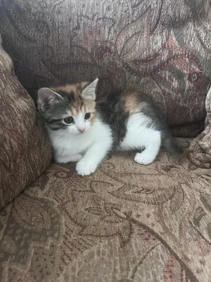 Scarlet