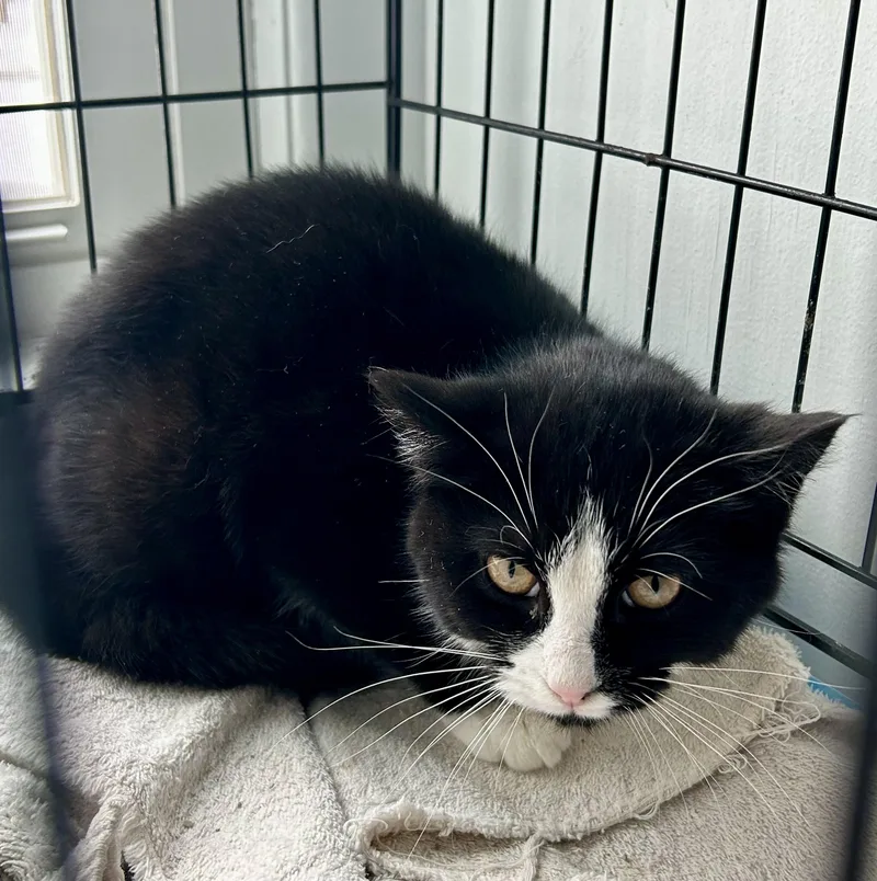 A baby medium-sized female Black & White / Tuxedo Tuxedo cat named Apizza for adoption in Bethel, CT
