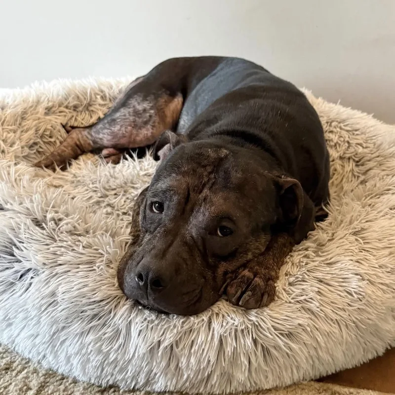 An adult medium-sized female Black Pit Bull Terrier dog named Dolly for adoption in Raytown, MO