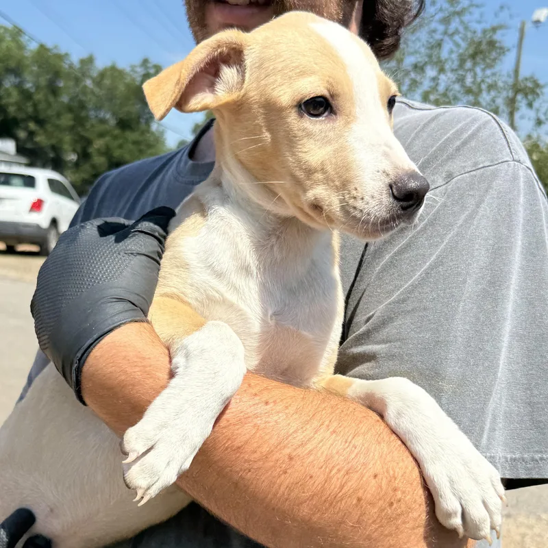 A baby medium-sized female Yellow / Tan / Blond / Fawn Mixed Breed dog named Apple TV for adoption in Columbia, SC