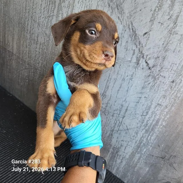 A baby small-sized male Terrier dog named Billy for adoption in San Antonio, TX
