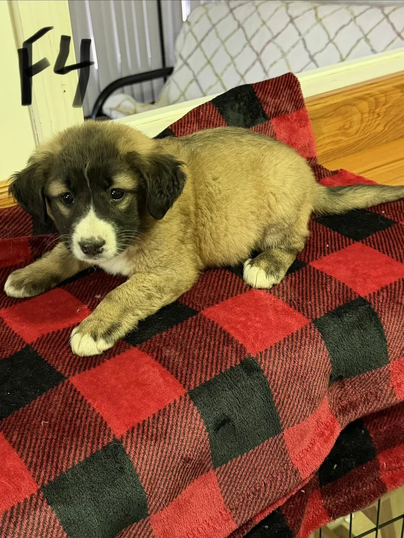 A baby medium-sized female Apricot / Beige Border Collie dog named Kam for adoption in Hamilton , NJ