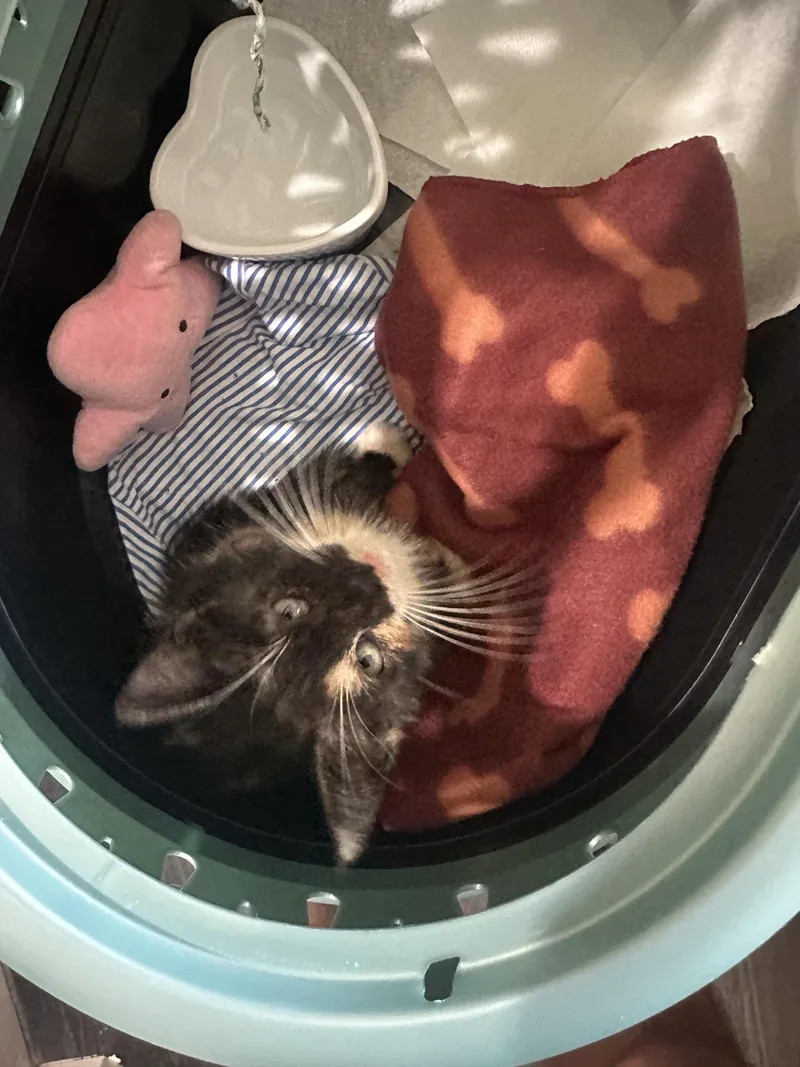 A baby medium-sized female Calico cat named Jackie for adoption in Monrovia , CA
