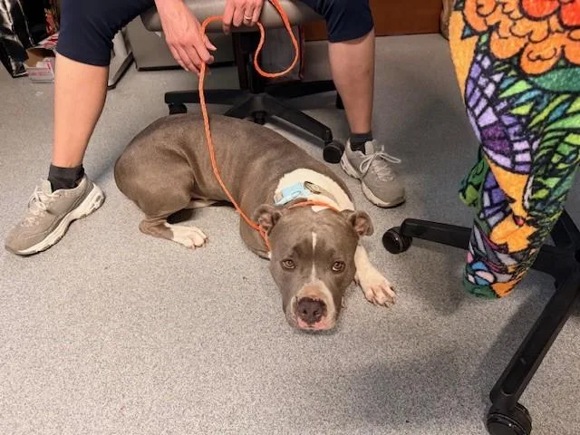 An adult large-sized female Pit Bull Terrier dog named Jelly Bean for adoption in Tustin, CA