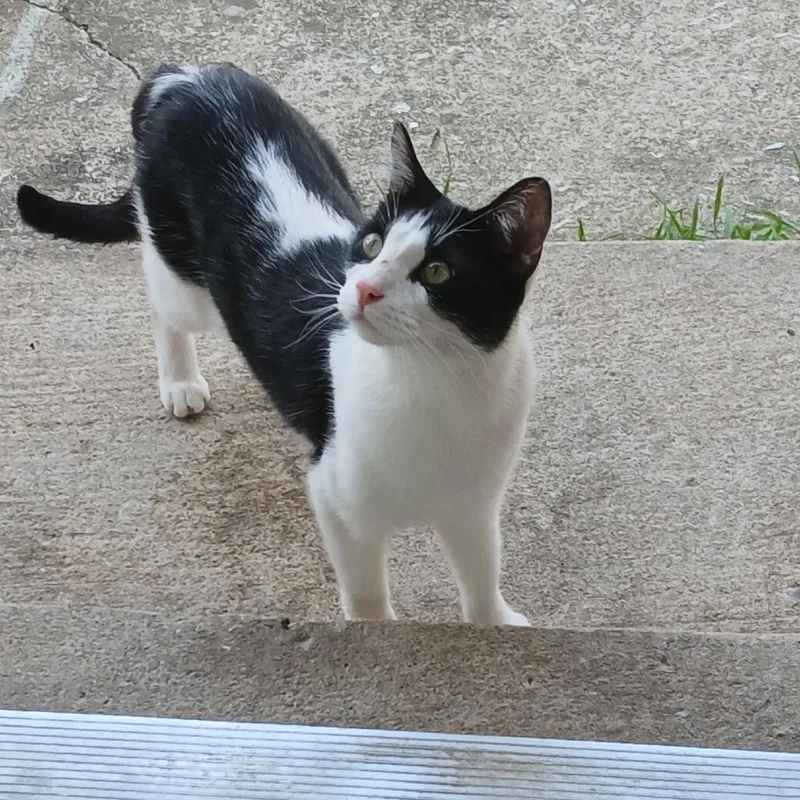 A young medium-sized female White Domestic Short Hair cat named Maddie for adoption in Tulsa, OK
