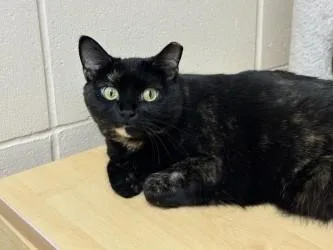 An adult small-sized female Domestic Short Hair cat named Boo for adoption in Golden Valley, MN