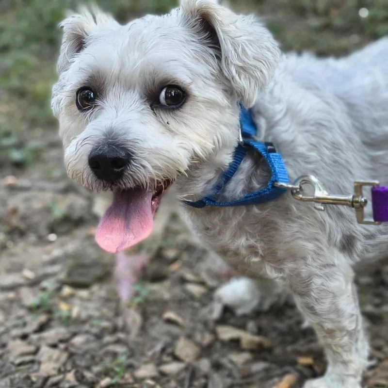 A senior medium-sized male White / Cream Mixed Breed dog named Archie for adoption in Edwardsville, IL