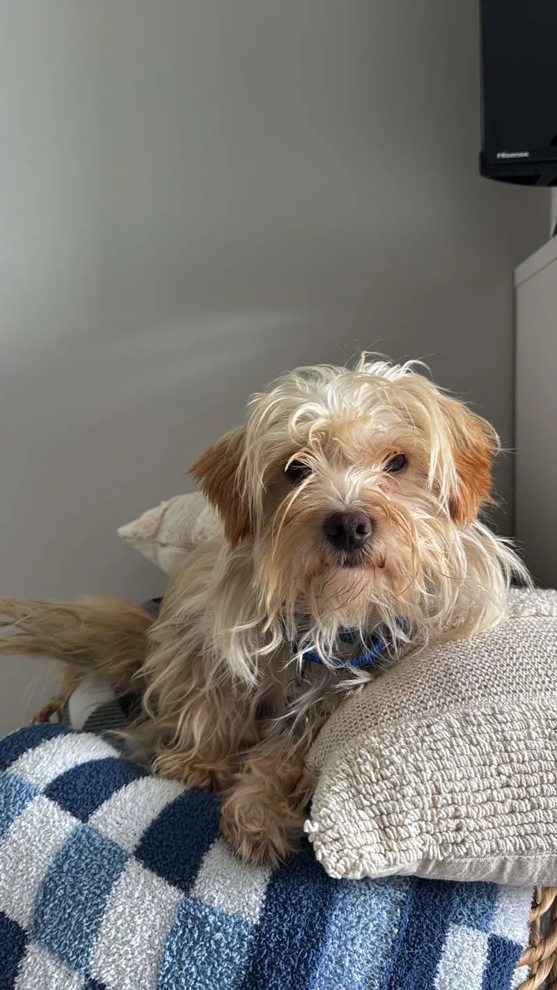 An adult small-sized male Shih Tzu dog named Elmer for adoption in Grand Forks, ND