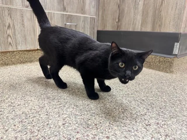 A young medium-sized male Domestic Short Hair cat named Chapati for adoption in Colorado Springs, CO