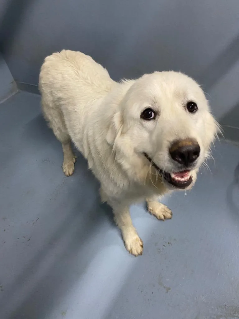 A young large-sized female Great Pyrenees dog named Ophelia for adoption in Cartersville , GA