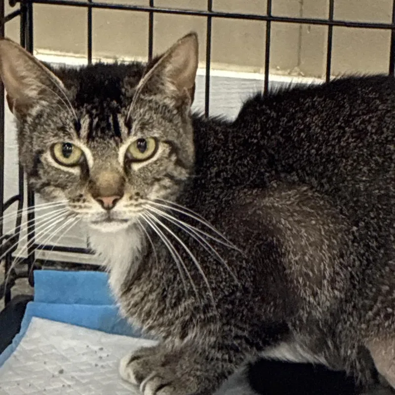A young medium-sized female Gray / Blue / Silver Domestic Short Hair cat named Topaz for adoption in Hattiesburg, MS