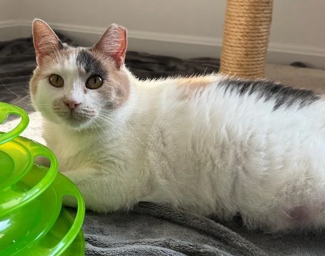 A senior medium-sized female Domestic Short Hair cat named Fiddle for adoption in Cincinnati, OH