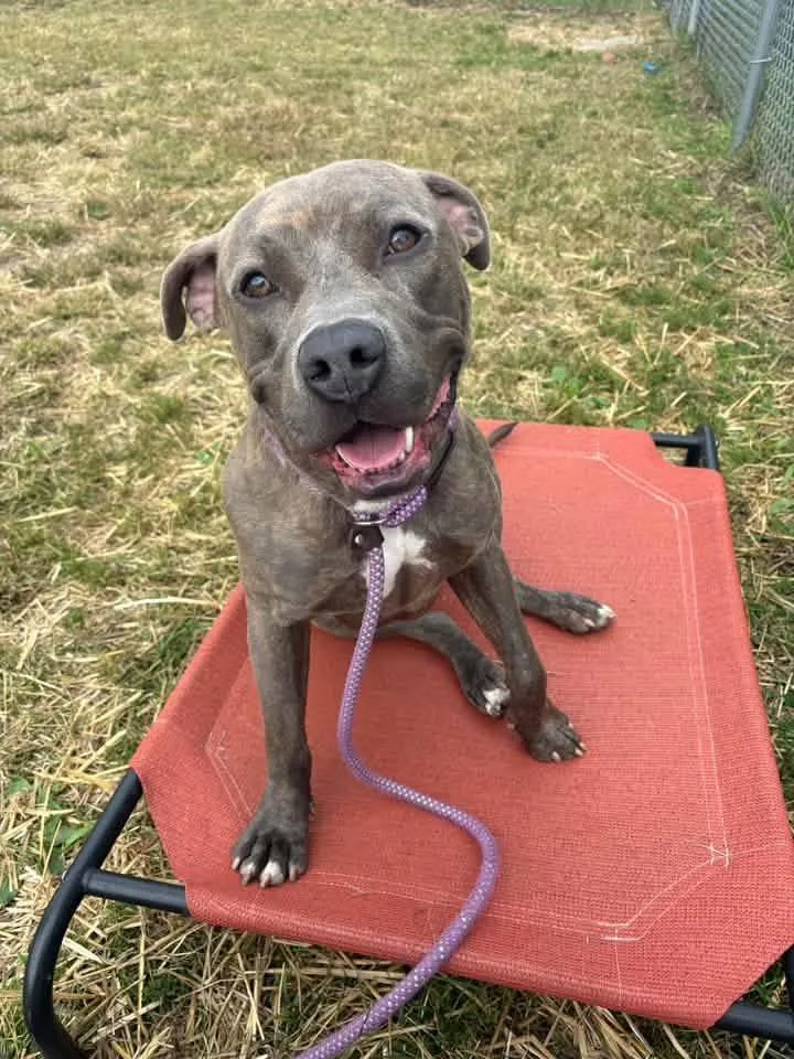 A young medium-sized male Brindle Pit Bull Terrier dog named Strohs for adoption in Chicago, IL