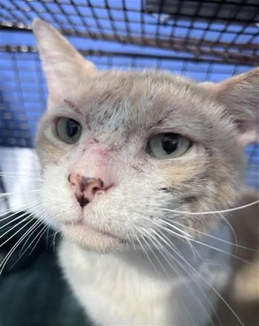 An adult medium-sized male Domestic Short Hair cat named Felix for adoption in San Bernardino, CA