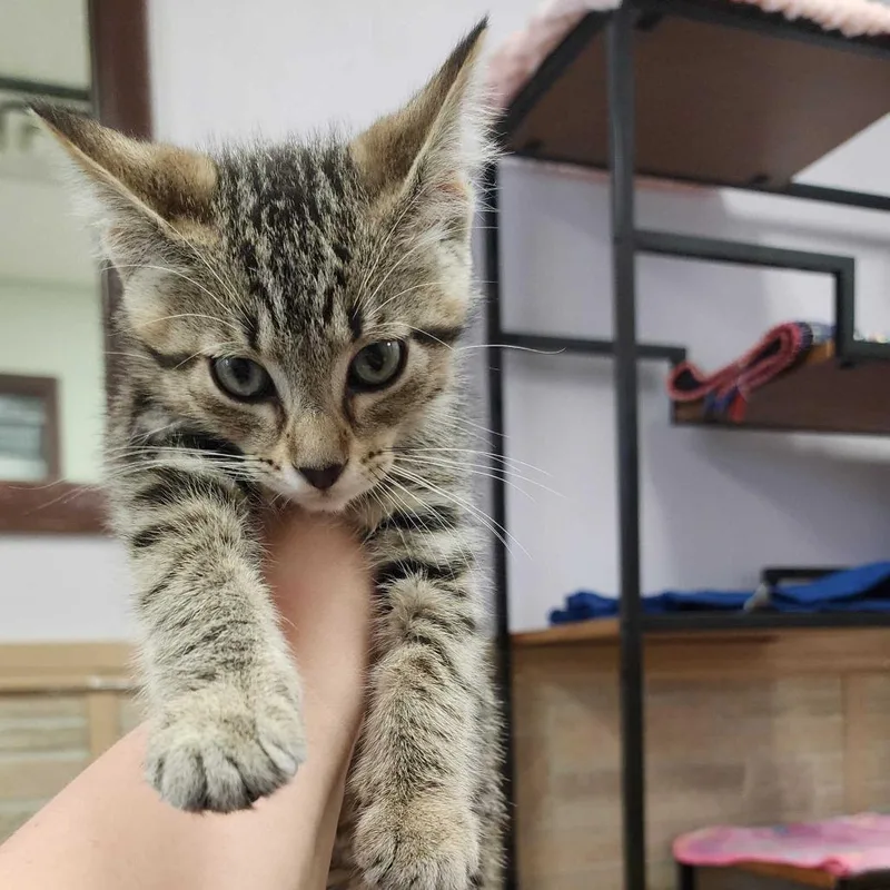 A baby small-sized male Brown / Chocolate Domestic Short Hair cat named Zamboni for adoption in Davenport, IA