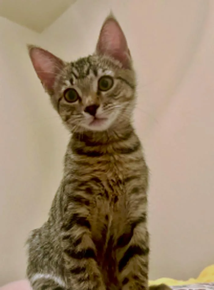 Miss Tabbie thumbnail 2