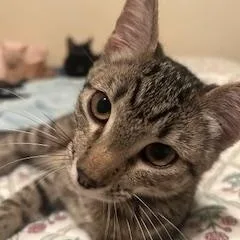 Miss Tabbie thumbnail 3