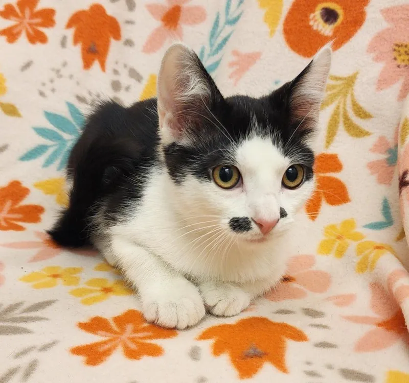 A baby medium-sized male Domestic Short Hair cat named Tuf for adoption in Superior, WI