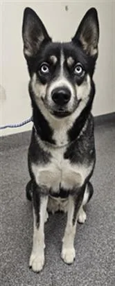 A young large-sized female Husky dog named Eden for adoption in Los Angeles, CA