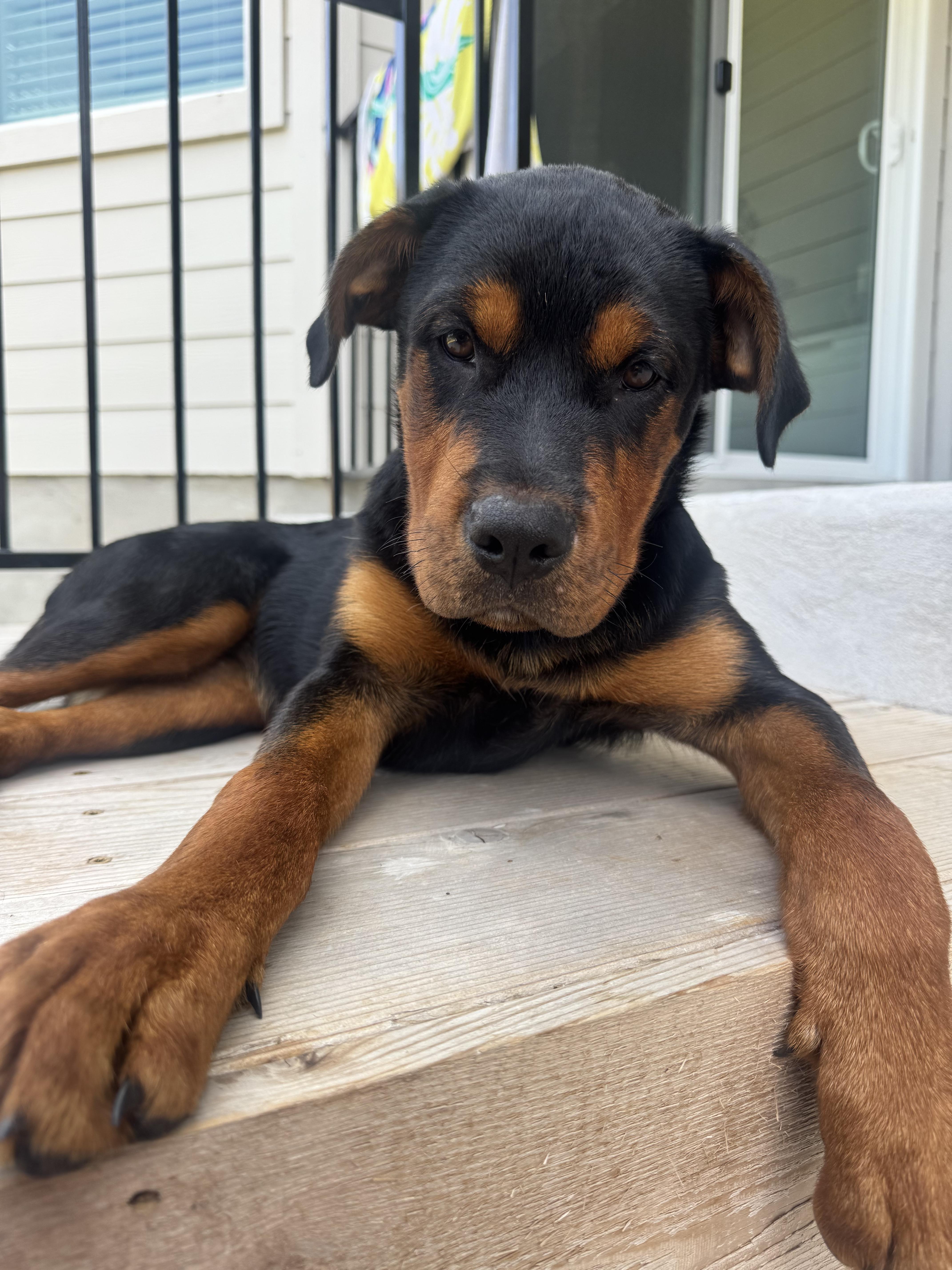 A baby large-sized female Bicolor Rottweiler dog named Hazel for adoption in Dale, TX