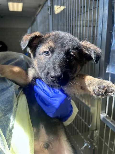 A baby large-sized male Mixed Breed dog named Georgie for adoption in Dallas, TX