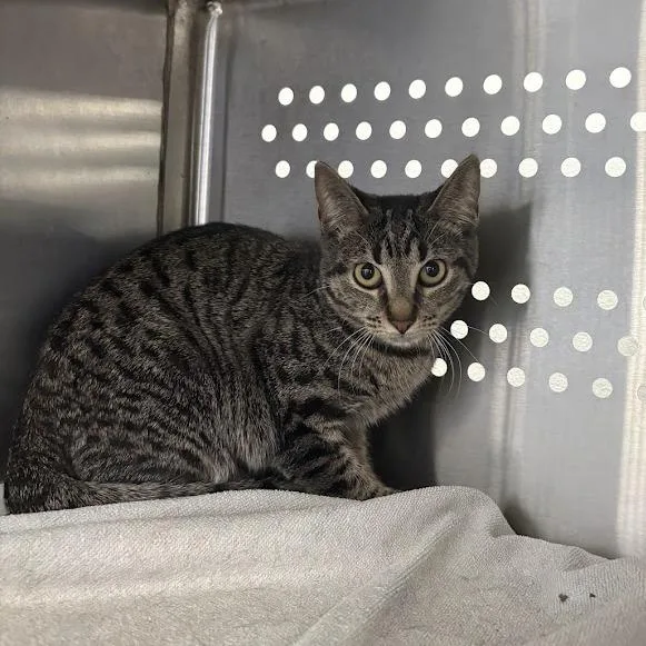A young small-sized female Brown / Chocolate Domestic Short Hair cat named Rainbow Loom for adoption in Pittsburgh, PA