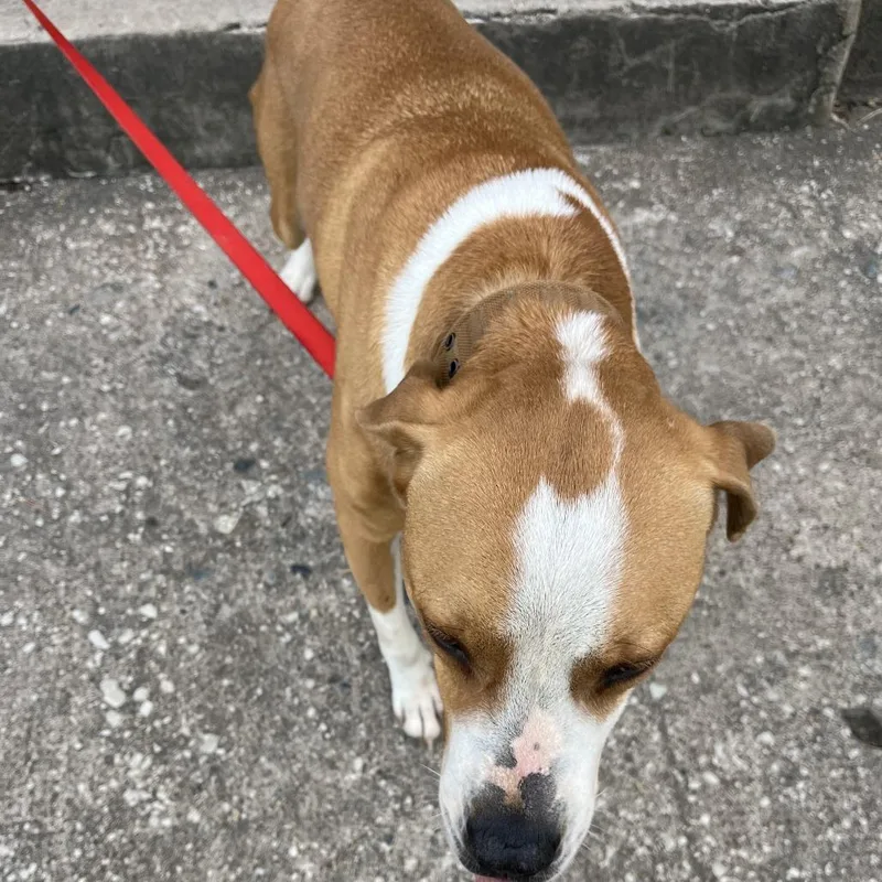 An adult large-sized male Yellow / Tan / Blond / Fawn Pit Bull Terrier dog named Sammy for adoption in Greensboro, NC