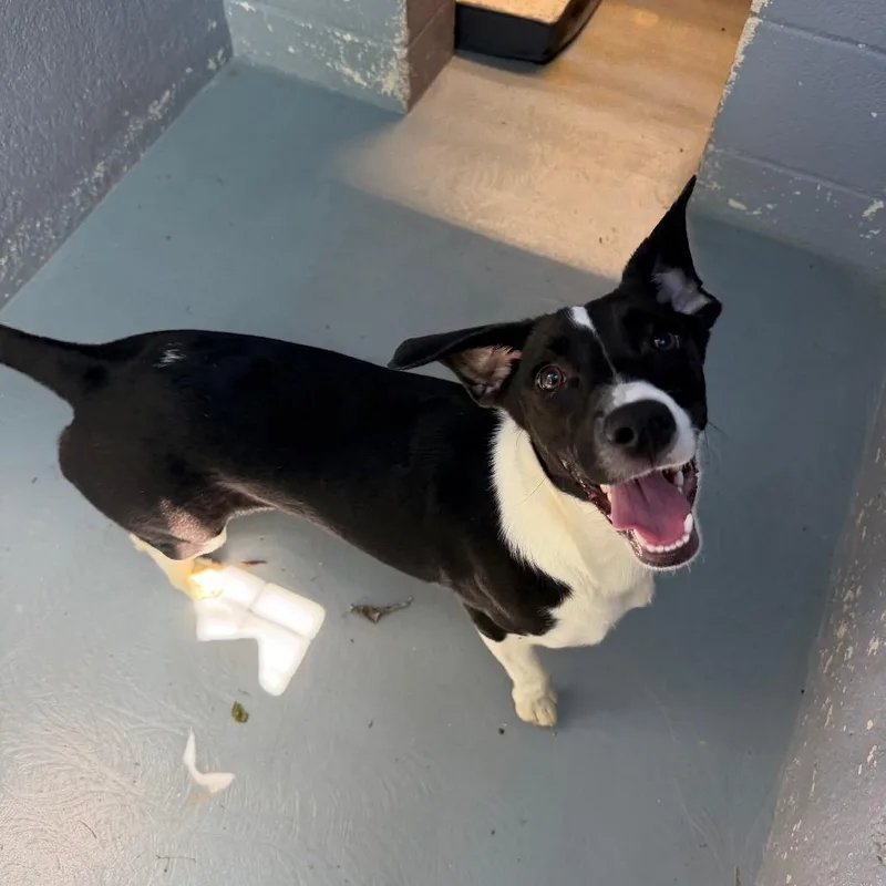A young medium-sized female Black Mixed Breed dog named Lofi for adoption in Kyle, TX