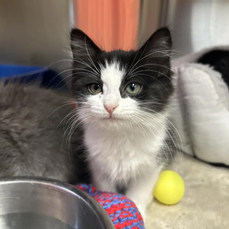 A baby small-sized female Black Domestic Medium Hair cat named Eepy for adoption in Kyle, TX