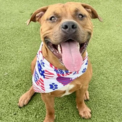 An adult large-sized male Mixed Breed dog named Clifford for adoption in Largo, FL