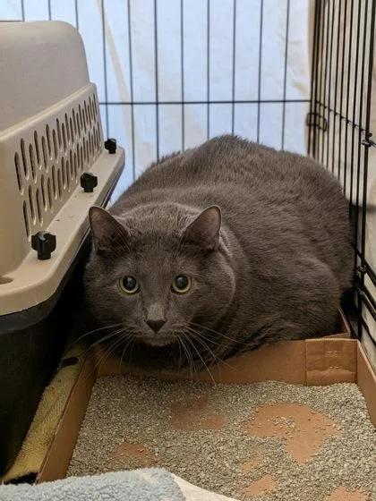 An adult extra large-sized male Domestic Short Hair cat named Tiny for adoption in Rapid City, SD