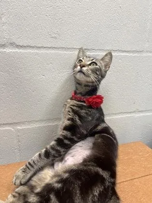 An adult medium-sized female Domestic Short Hair cat named Freesia for adoption in Largo, FL