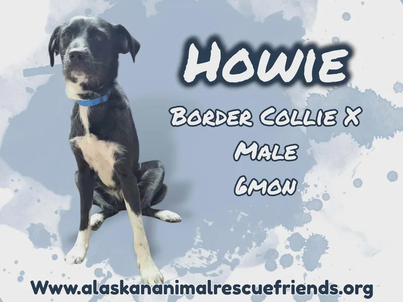 A young medium-sized male Border Collie dog named Howie for adoption in Anchorage, AK