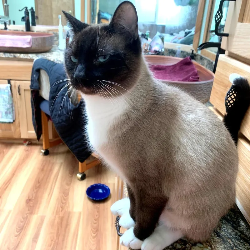 A young medium-sized male Cream / Ivory Domestic Short Hair cat named Connor for adoption in Springfield, OR