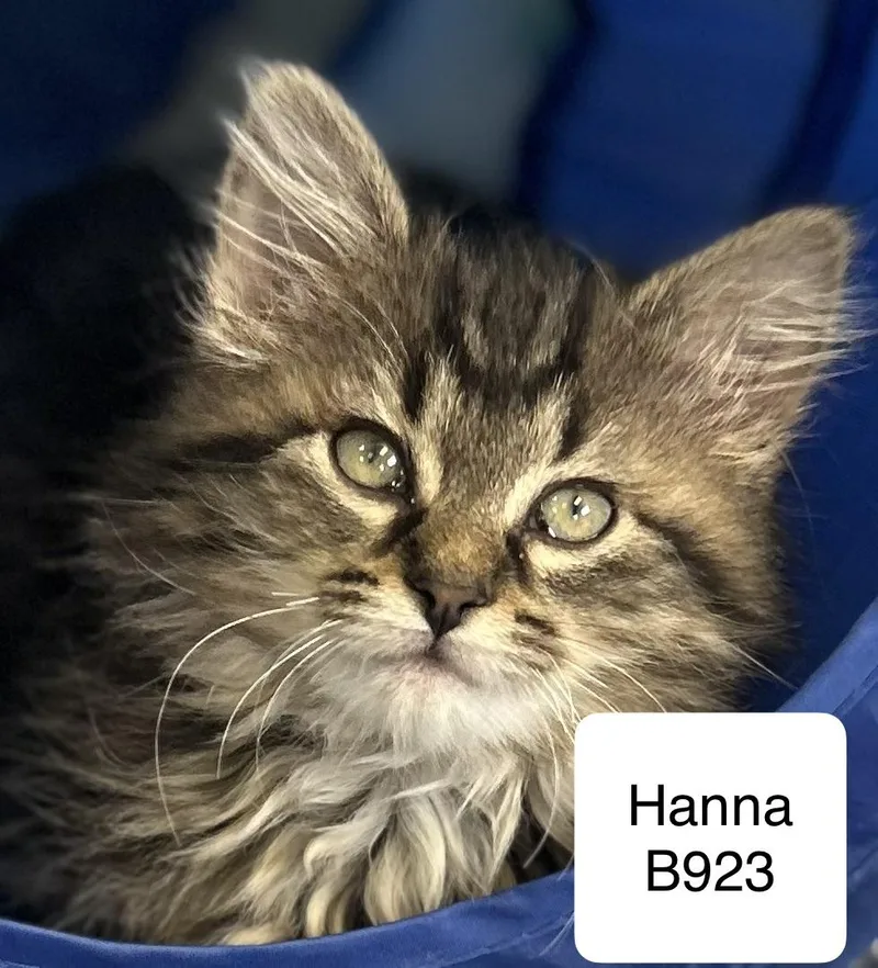 A baby medium-sized female Tabby (Brown / Chocolate) Domestic Long Hair cat named Hanna for adoption in Morganton, NC