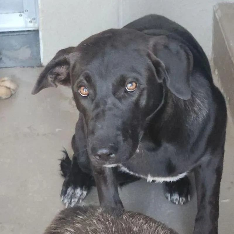 An adult medium-sized male Black Shepherd dog named London for adoption in Kingman, AZ