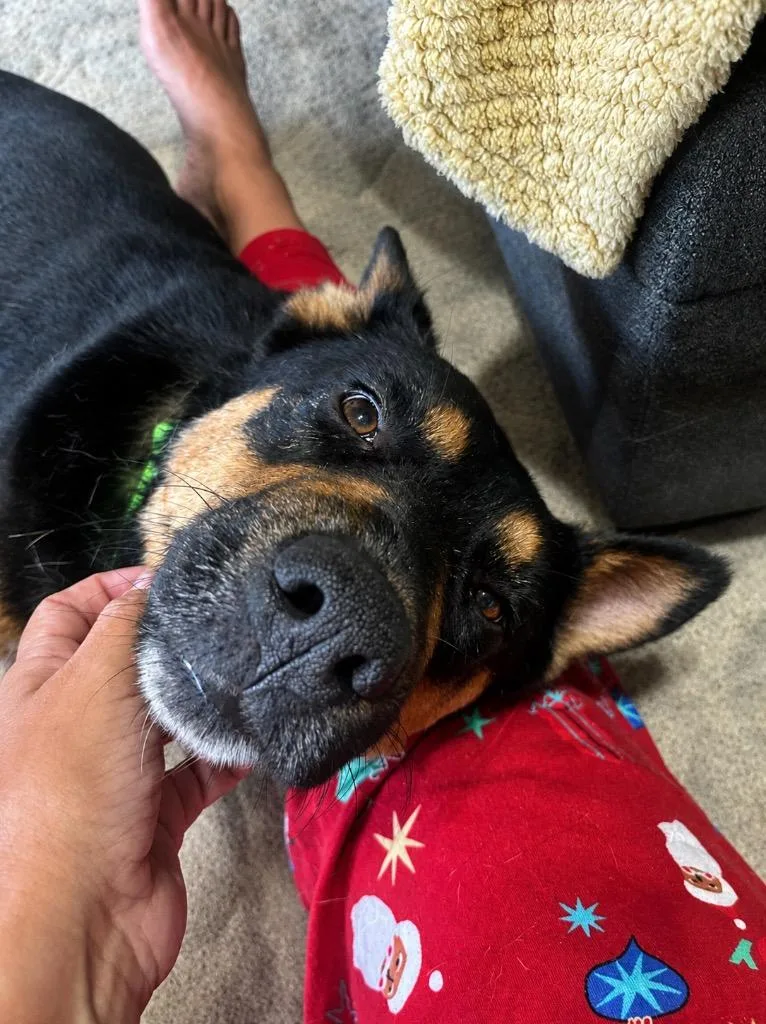 A young large-sized male Australian Kelpie dog named Drake for adoption in Princeton, MA