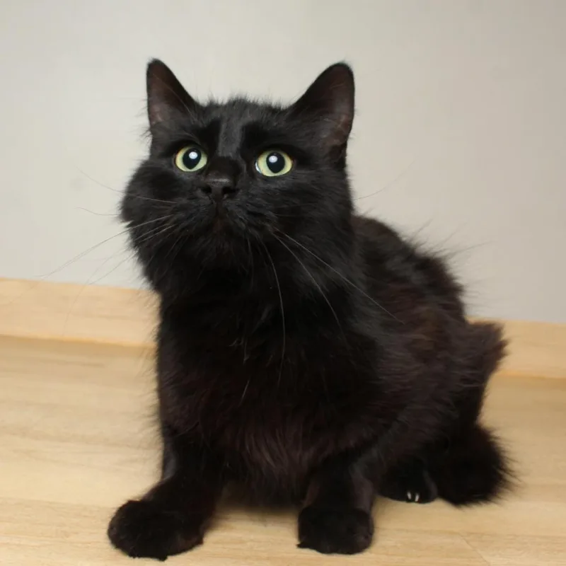 A young medium-sized male Black Domestic Long Hair cat named Lloyd C for adoption in Minnetonka, MN