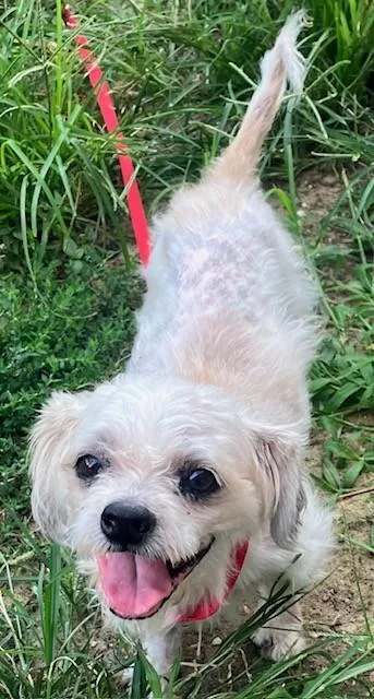 A senior medium-sized male Shih Tzu dog named Sgt. Pepper for adoption in Washington, DC