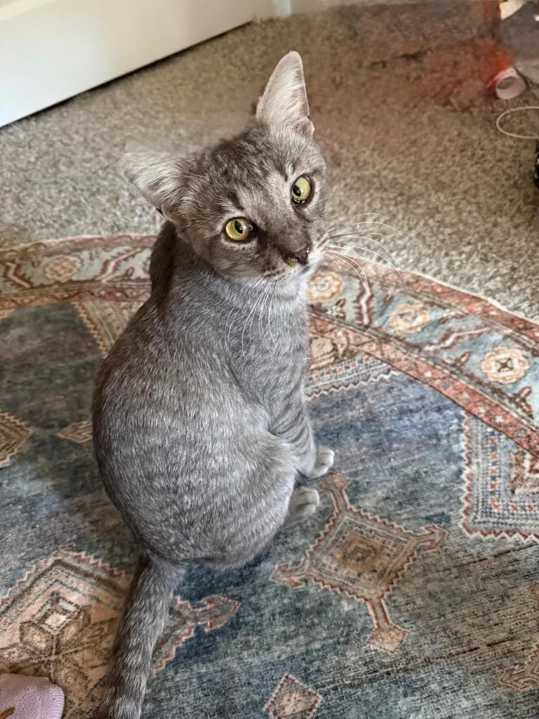 A young medium-sized male Tabby cat named Tommy for adoption in San Antonio, TX